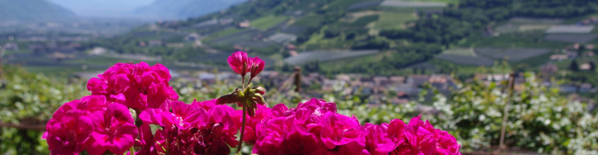 Spisshof Suedtirol